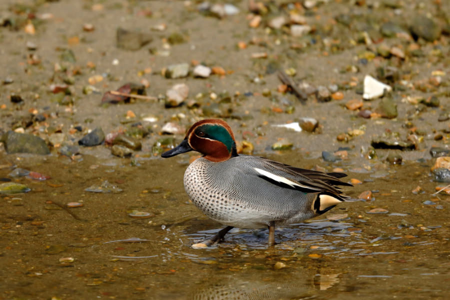 Common Teal (male)