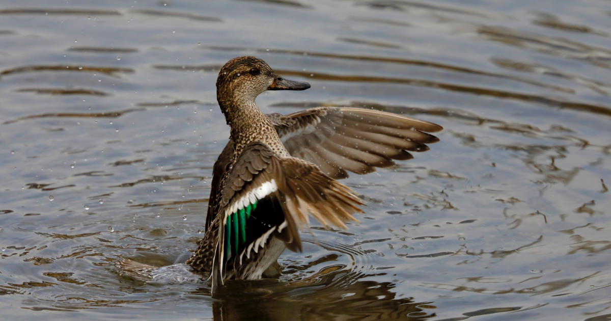 Canon Bird Branch Project | Biodiversity Initiatives | Bird photo guide ...