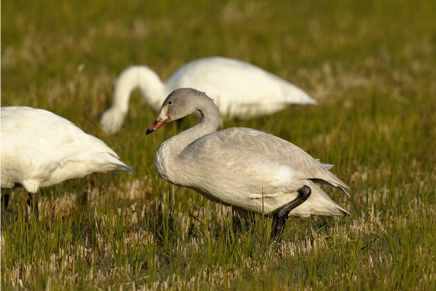 Juvenile Tundra Swans