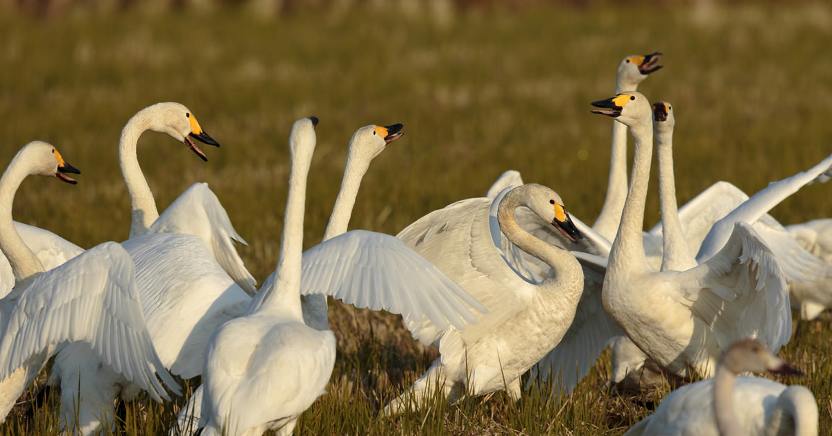 Canon Bird Branch Project | Biodiversity Initiatives | Bird photo