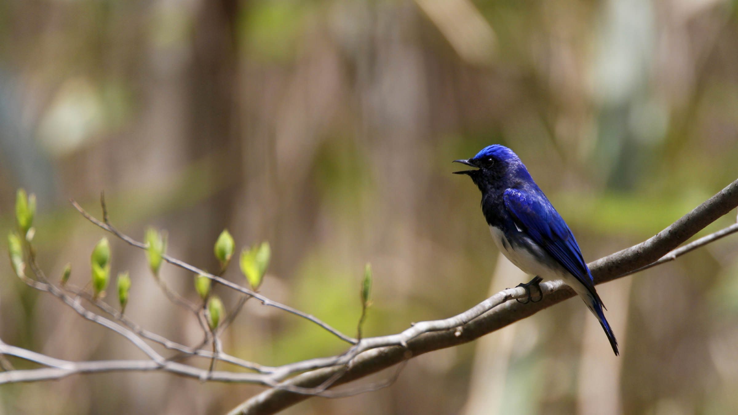 Canon Bird Branch Project Biodiversity Initiatives Bird Photo Guide