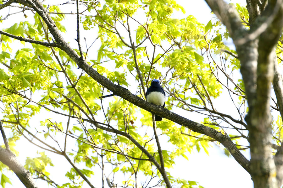 Blue-and-white Flycatcher (male)