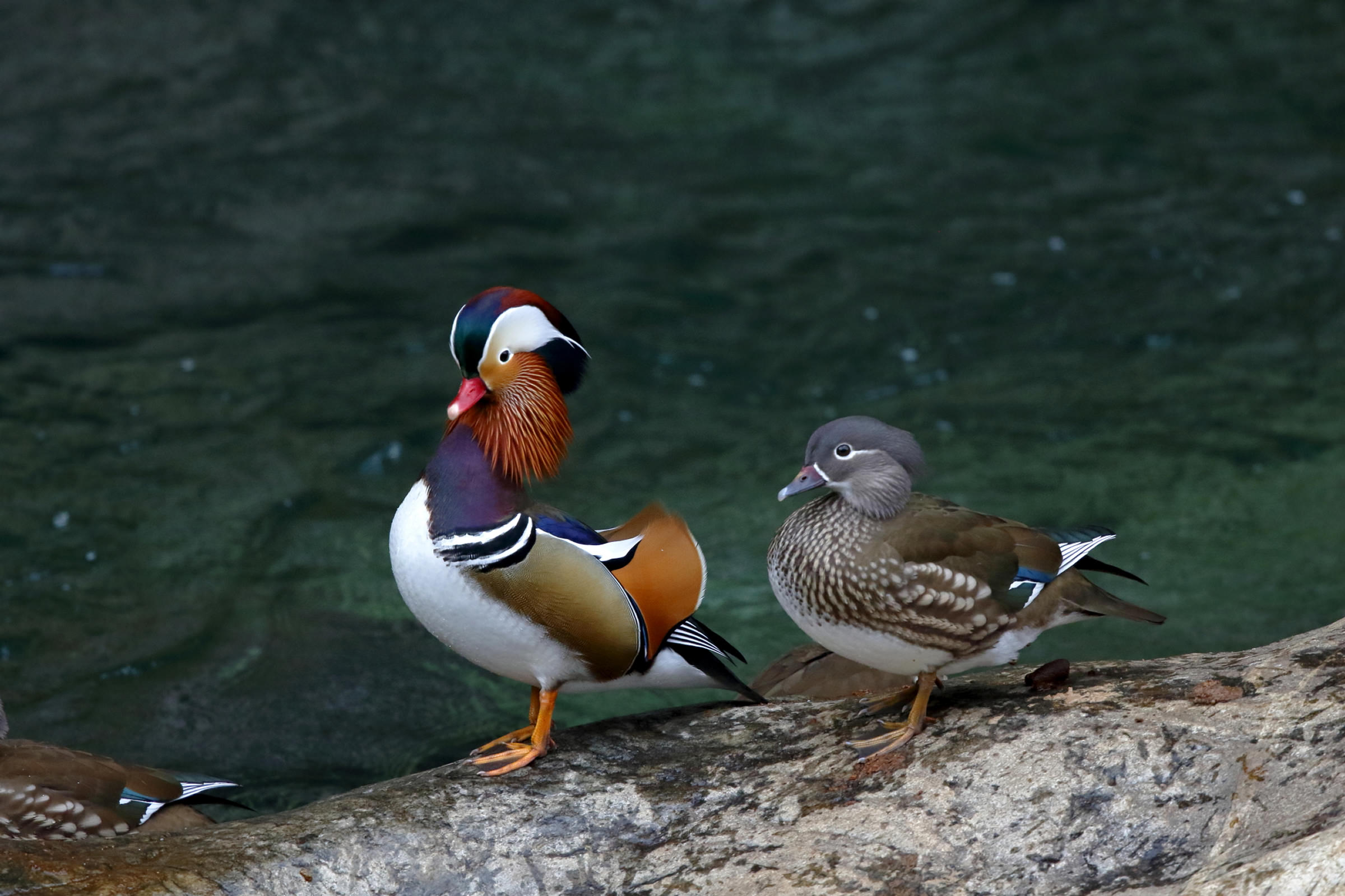 canon-bird-branch-project-biodiversity-initiatives-bird-photo-guide