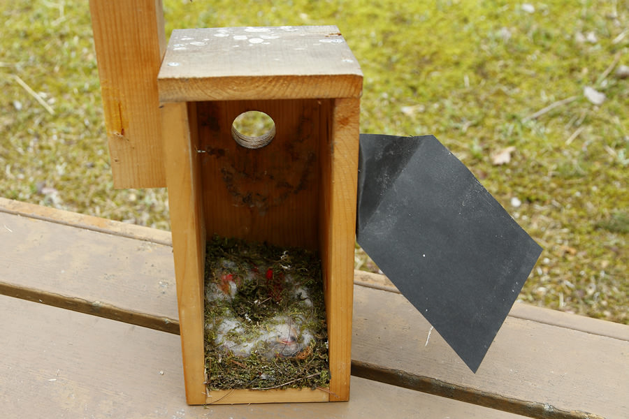 Inside of a nest box after breeding