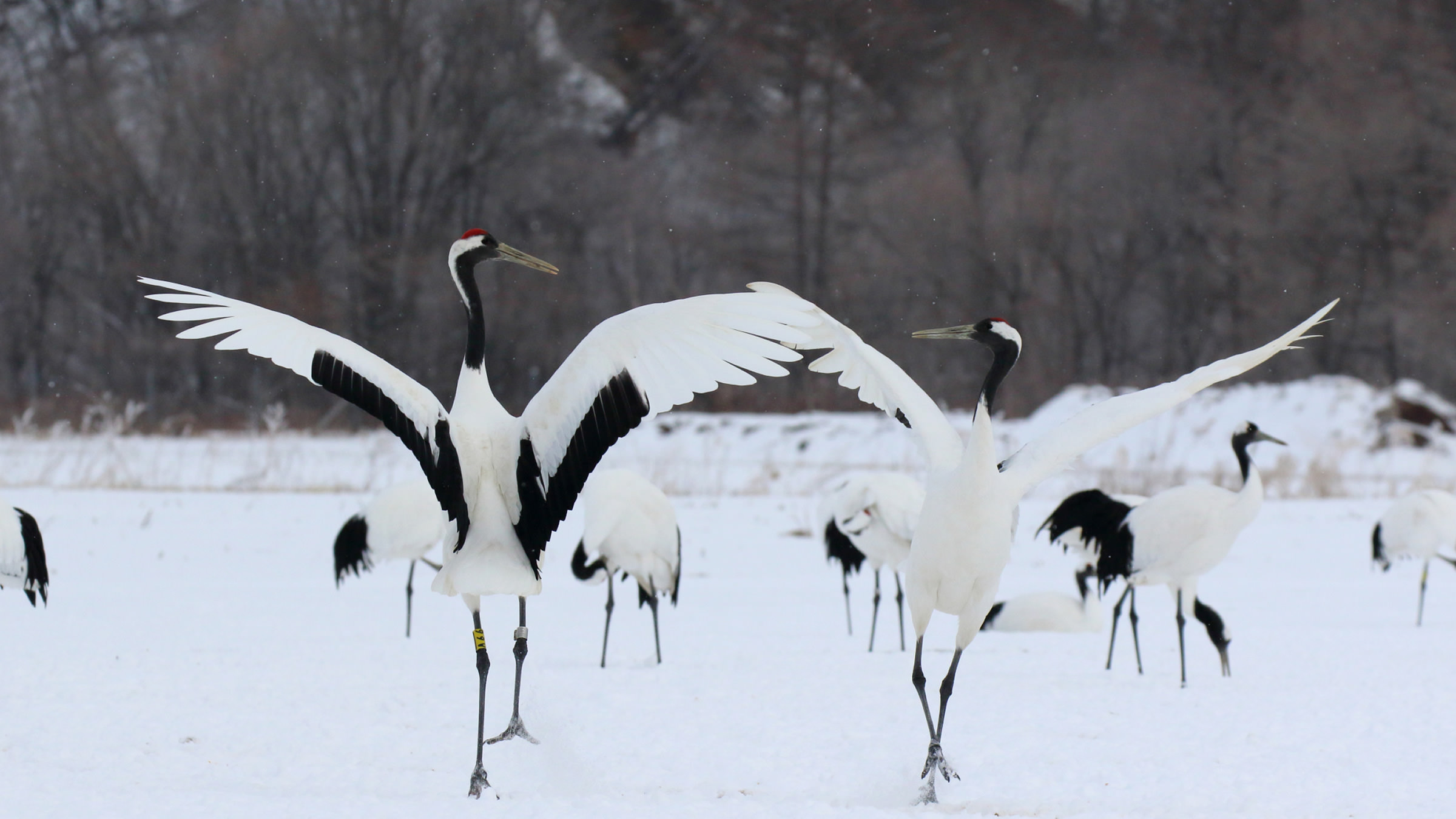 Canon Bird Branch Project | Biodiversity Initiatives | Bird photo guide ...