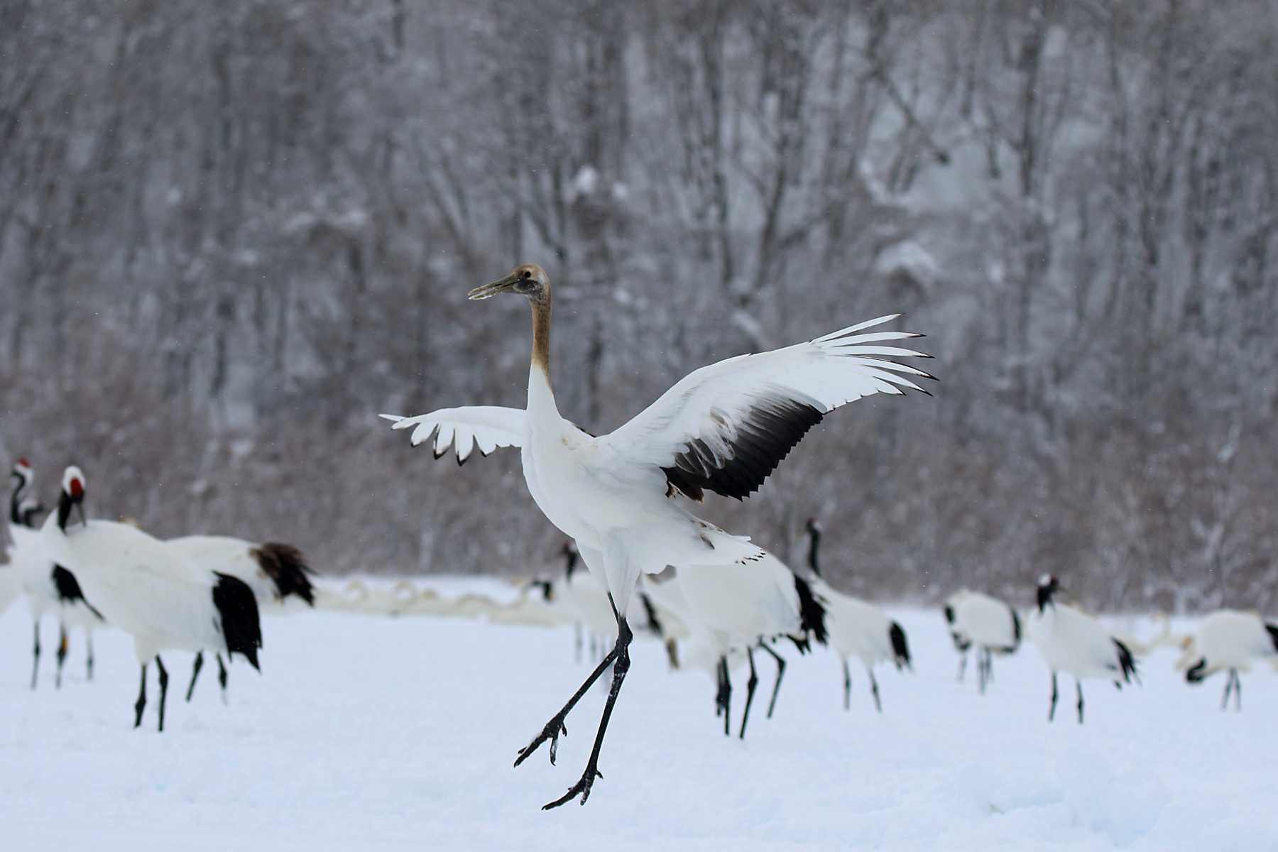 Canon Bird Branch Project | Biodiversity Initiatives | Bird photo guide ...