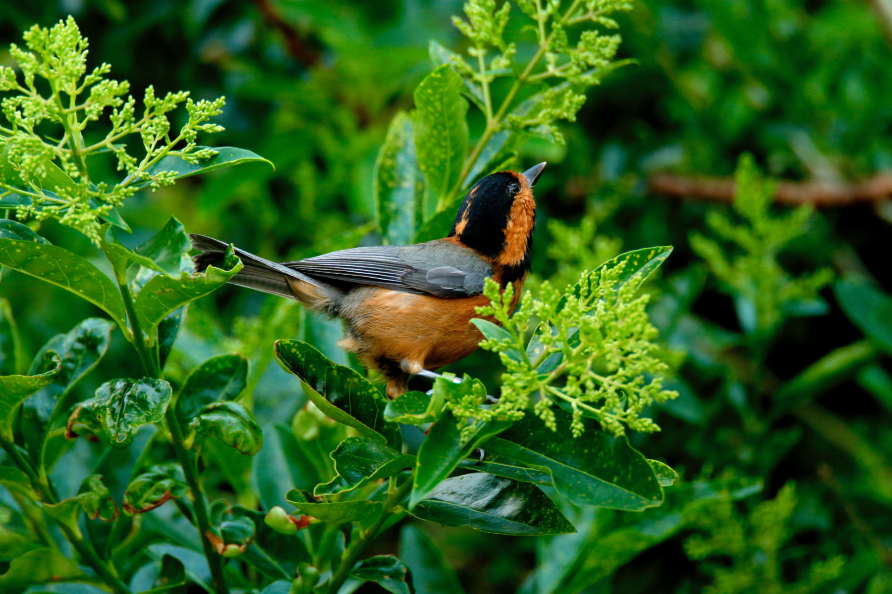 Canon Bird Branch Project Biodiversity Initiatives Bird Photo Guide
