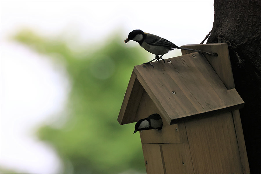 Wild birds migrating to a nesting box installed on sitev