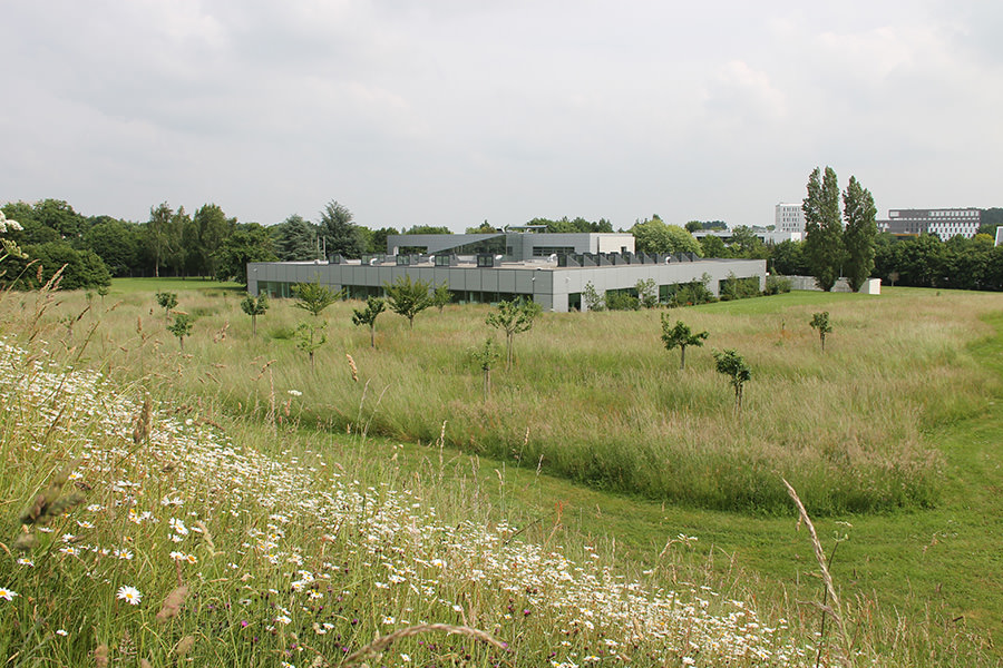 Greenspace cultivated on site