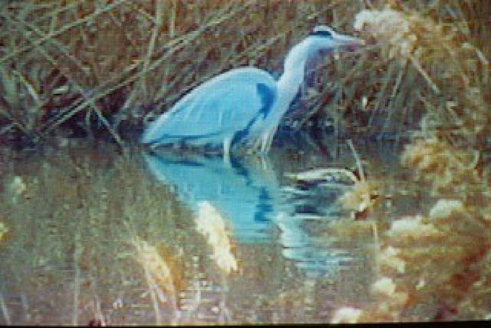 Hitomi Takahashi “COLONY” 2009 Excellence Award winning work Canon