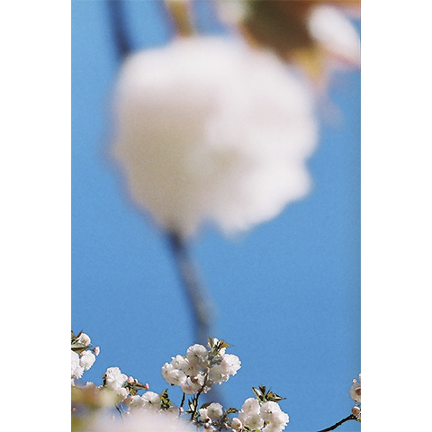 Kanako Shokuda<br>“Tiny Tenderness”<br>(Selected by Yoshihiko Ueda)