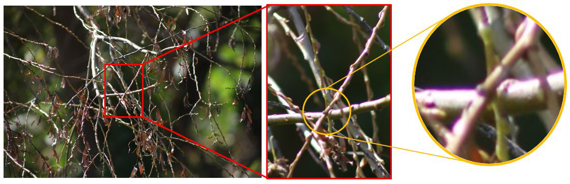 An image captured with a telephoto lens where chromatic aberration can be seen around the edge of the branch in the red square