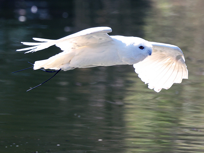 The hooting past. Re-evaluating the role of owls in shaping human