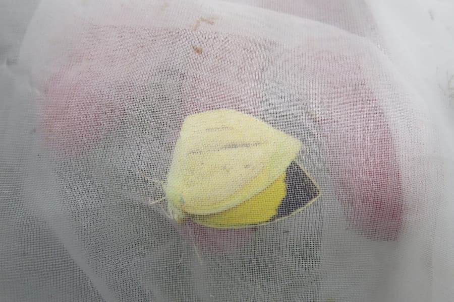 Eurema laeta (Endangered IB)