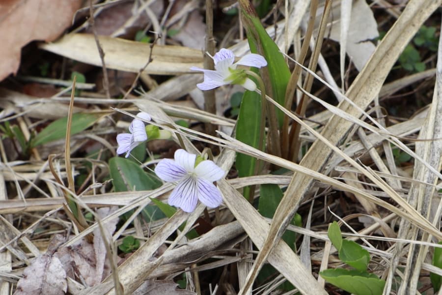 Eurema laeta (Endangered IB)