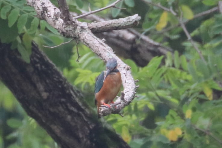 The common kingfisher that flew into the site