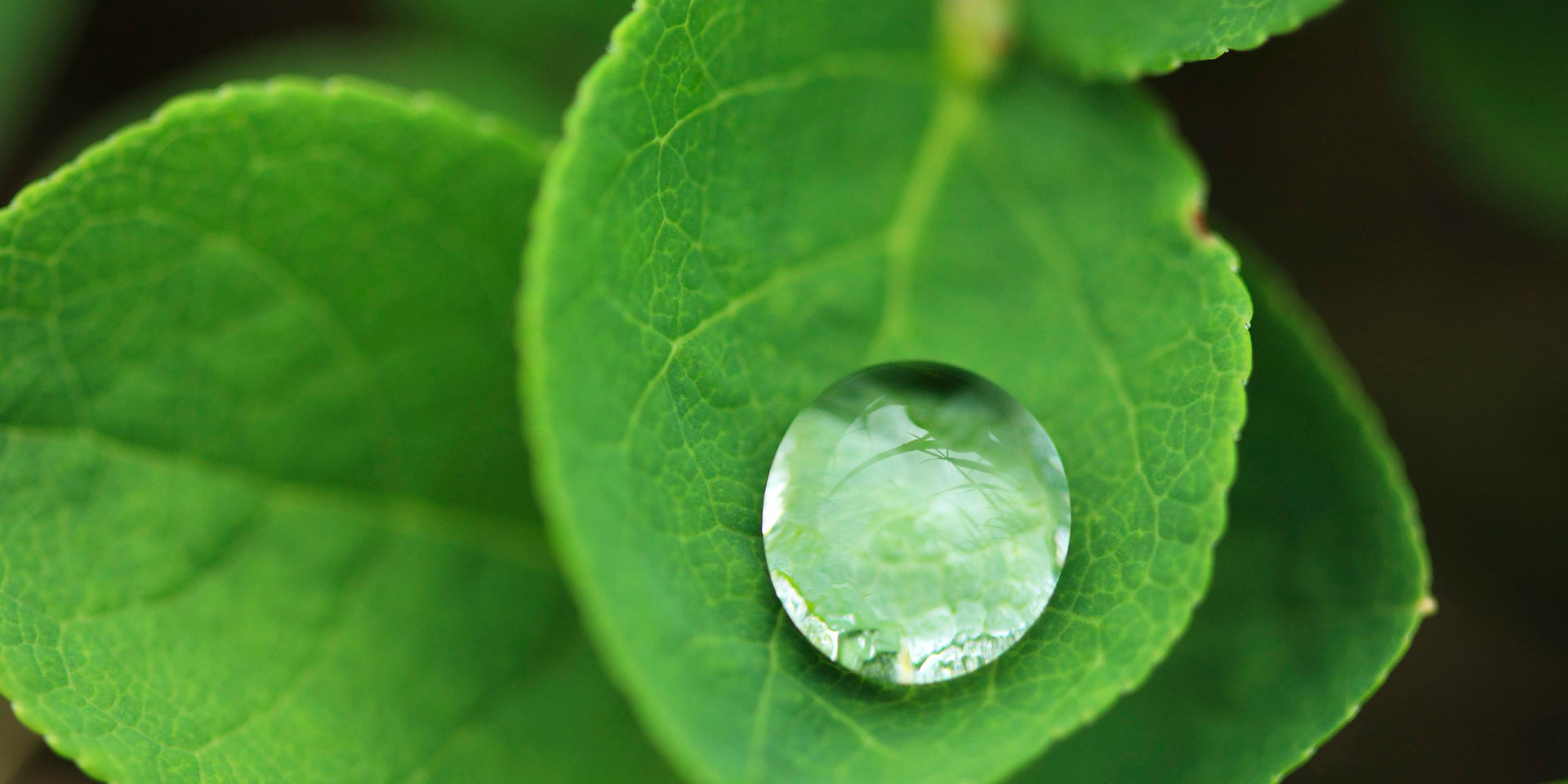 Sustainability Canon Global