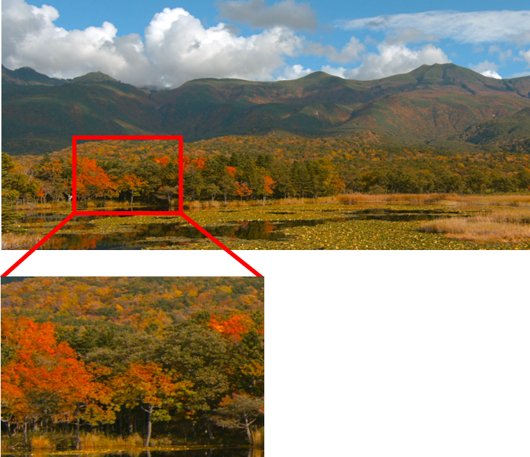 Image of Shiretoko autumn leaves captured with fine branches and rich detail