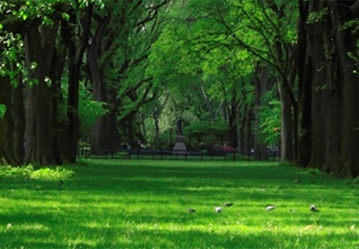 A photo printed by a Gen3 MFD.Sharpness control is used to enhance the edges of grass and leaves.