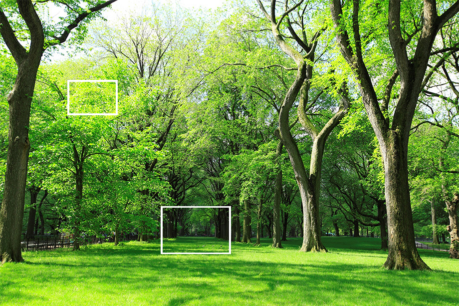 A photo printed by a Gen3 MFD.The wood's texture is realistic, while the grass feels fresh. The scene's greenery is vividly represented.