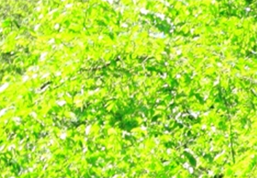 A photo printed by a Gen3 MFD.By expanding the printer's color gamut, the scene can be reproduced more vividly.