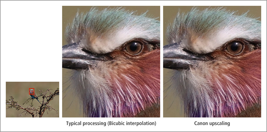 a bird that perches on a tree branch: conventional processing vs. Canon upscaling