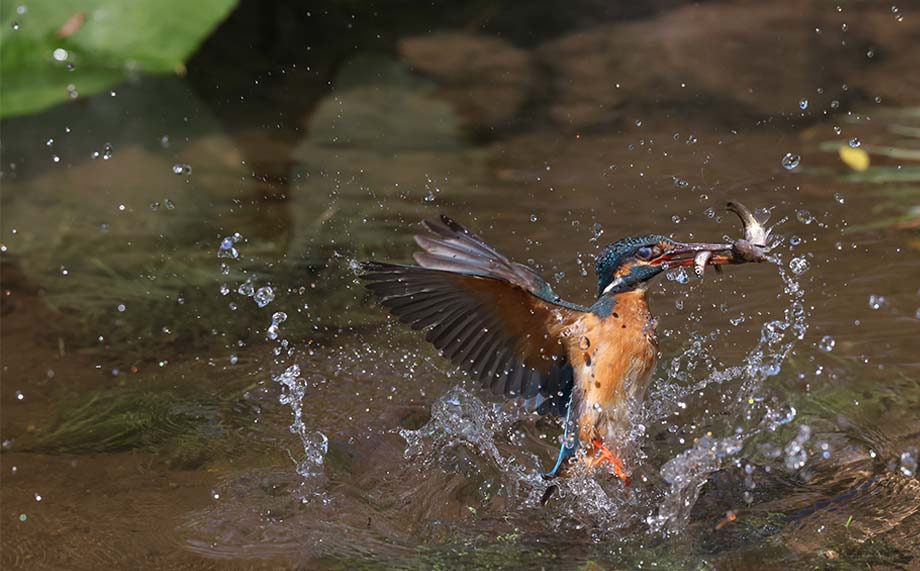 Image of even fast-moving subjects such as animals can be detected.