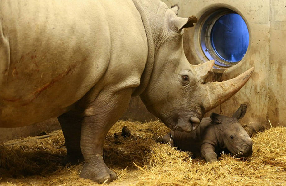 Canon Group’s network camera system also watched the baby rhinoceros's birth moment