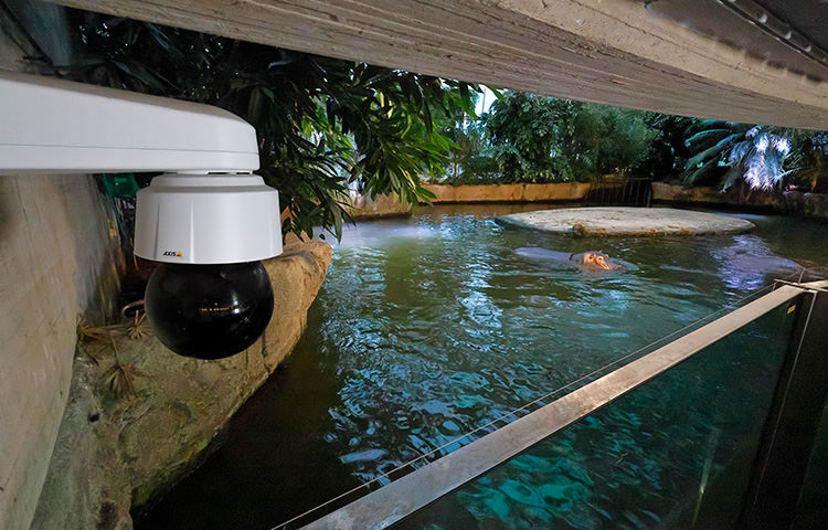 The network camera system that works behind the scenes to keep the zoo safe