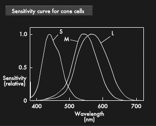 illust:Sensitivity curve for cone cells