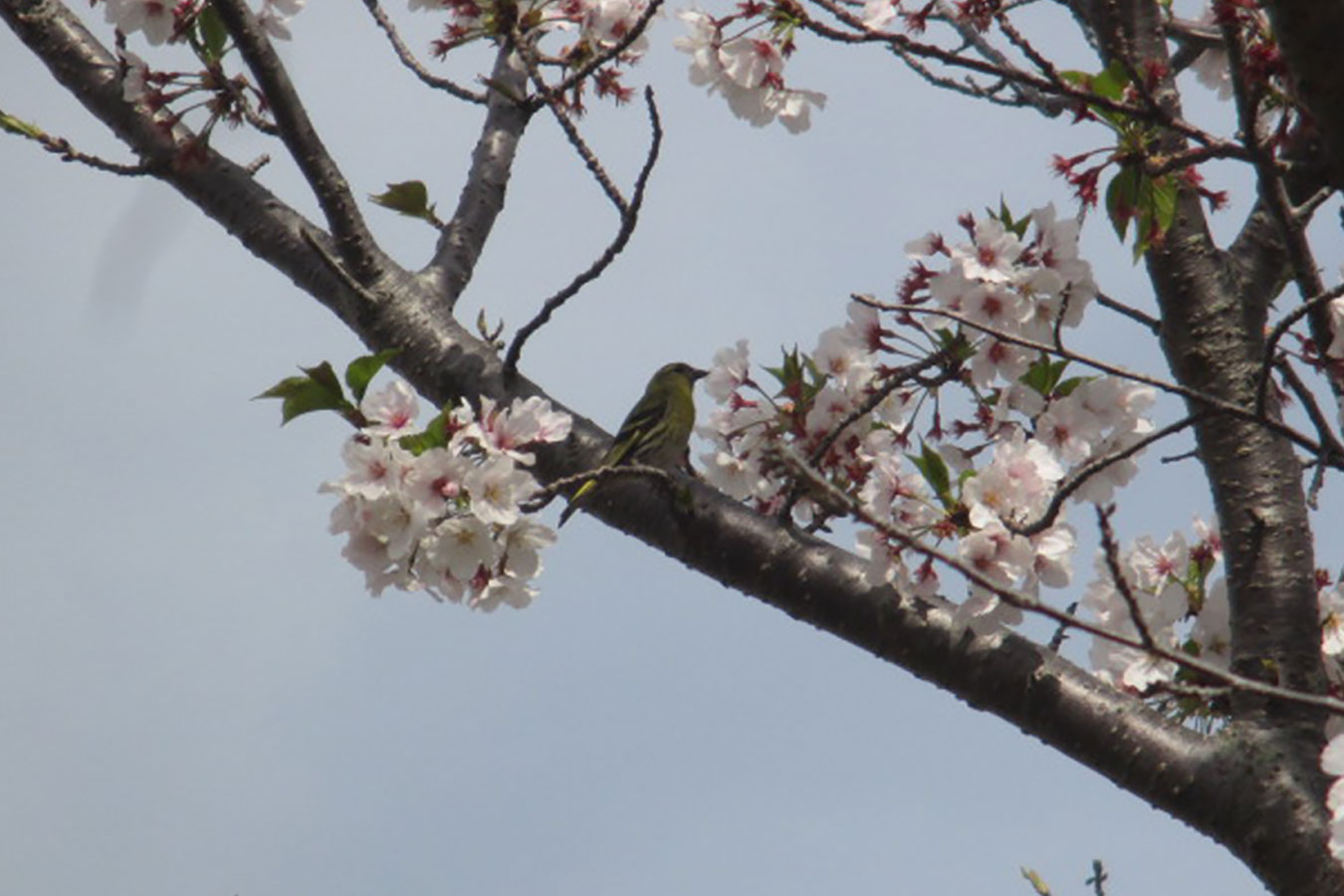 マヒワ