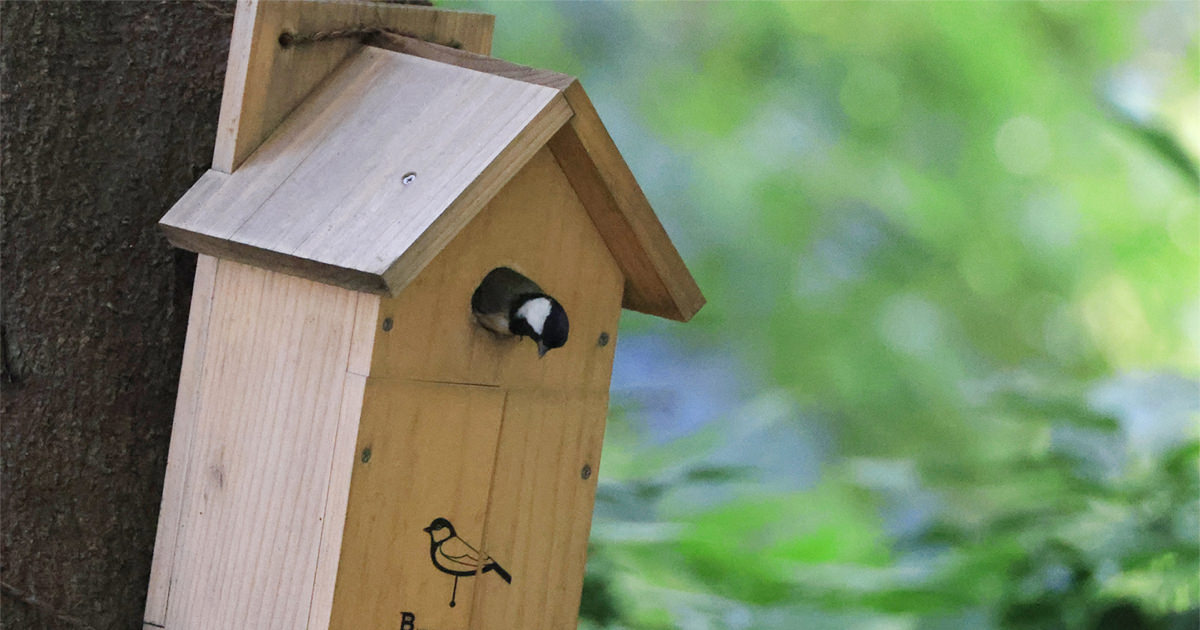 sns-column-birds-note7.jpg