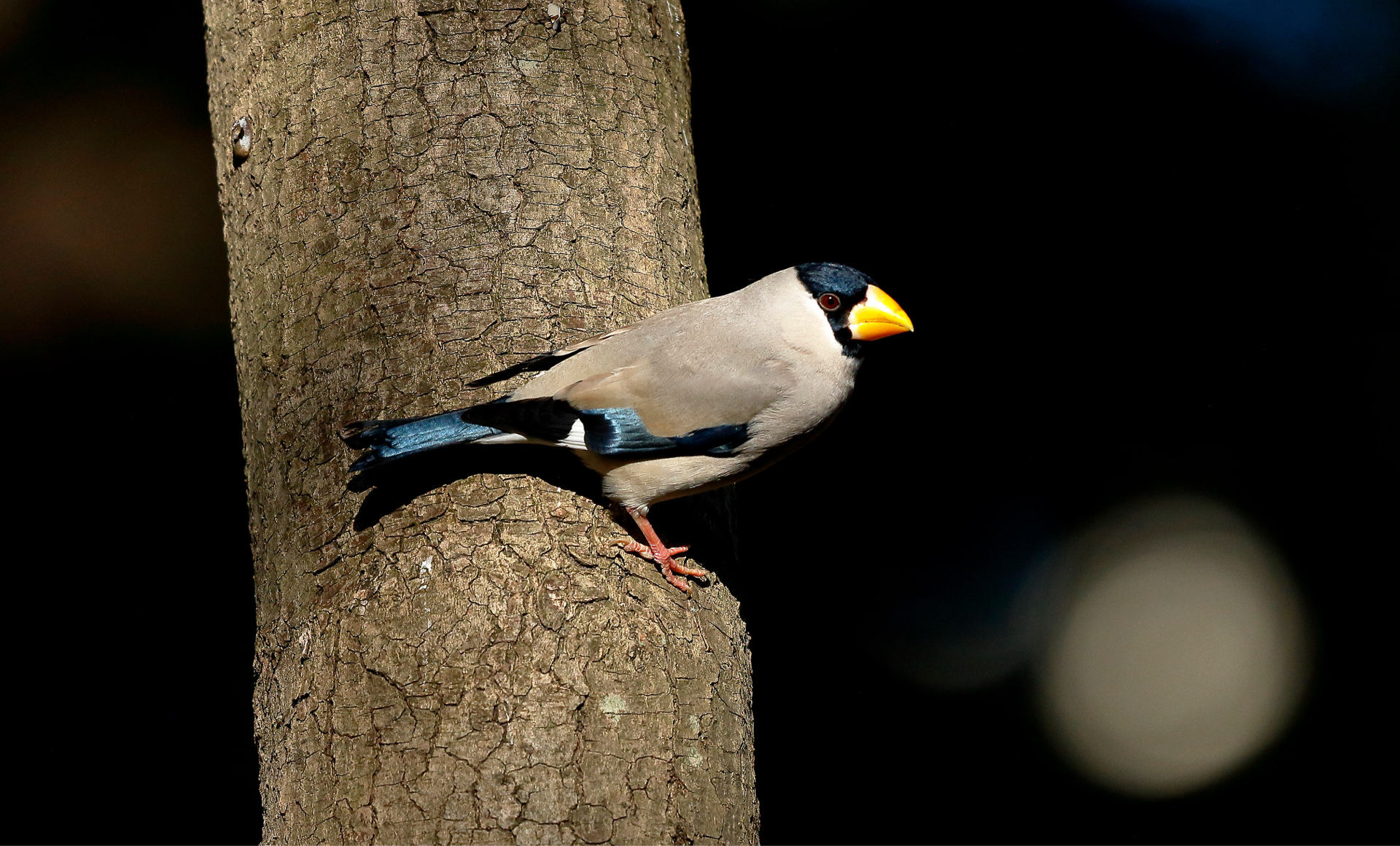 イカルの写真