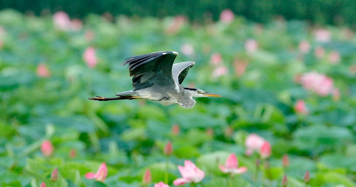 アオサギ：水辺で一年中見られる｜野鳥写真図鑑｜キヤノンバード 