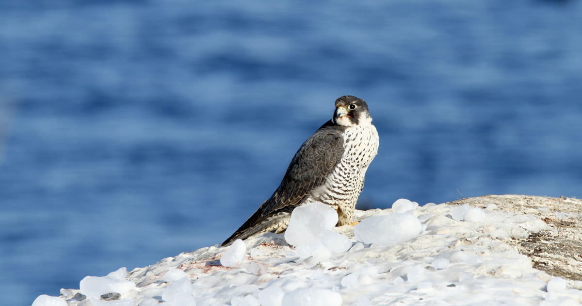 ハヤブサ：世界最速の猛禽類｜野鳥写真図鑑｜キヤノンバードブランチ