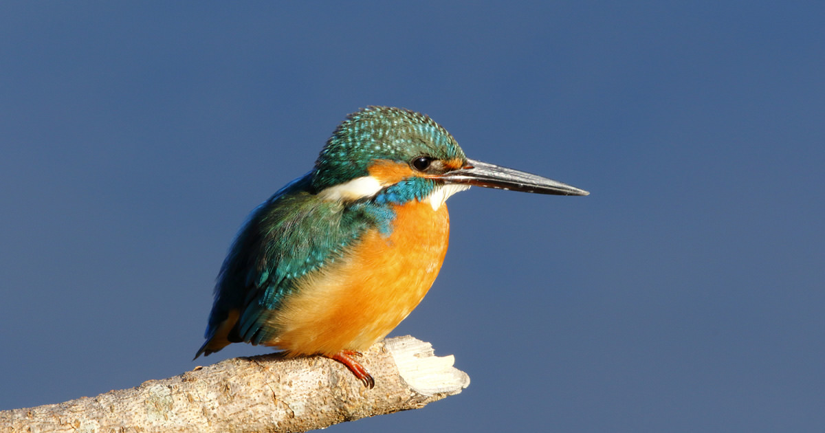 カワセミ：空飛ぶ宝石｜野鳥写真図鑑｜キヤノンバードブランチプロジェクト