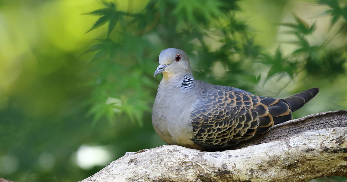 キジバト：背中にうろこ模様のハト｜野鳥写真図鑑｜キヤノンバード