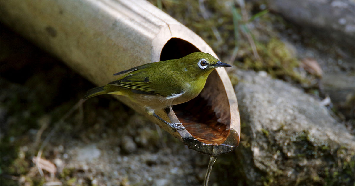 メジロ：ウグイス色で目が白い？｜野鳥写真図鑑｜キヤノンバード