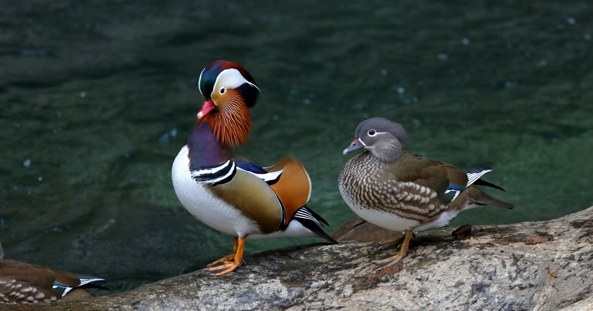 オシドリ：おしどり夫婦の真実？｜野鳥写真図鑑｜キヤノンバード