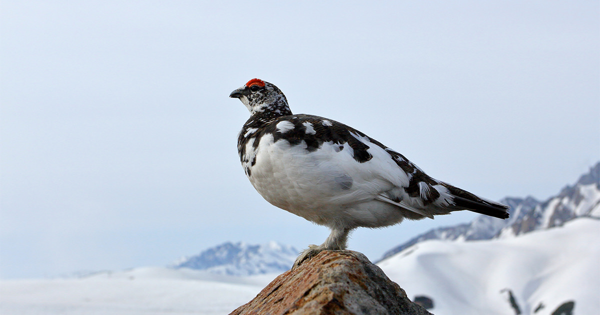 ライチョウ：本州中部の高山で繁殖｜野鳥写真図鑑｜キヤノンバード