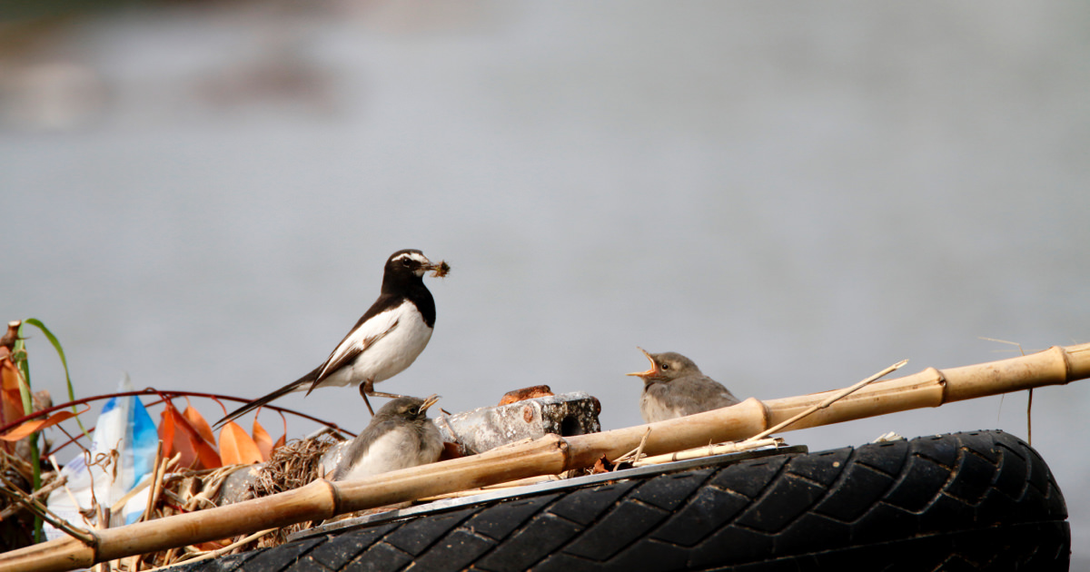 セグロセキレイ：日本が世界に誇れる鳥？｜野鳥写真図鑑｜キヤノン