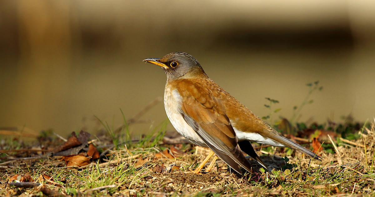 シロハラ：やぶの中でガサゴソ｜野鳥写真図鑑｜キヤノンバードブランチ