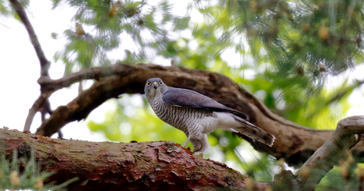 ツミ：町でも見られる、日本最小のタカ｜野鳥写真図鑑｜キヤノンバード