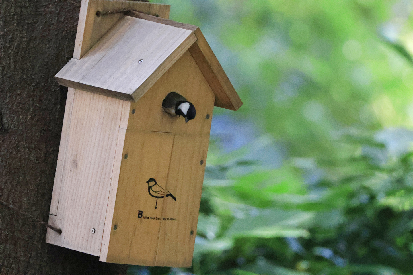 野鳥用巣箱 飼育箱 巣箱 ガーデンオブジェ 鳥の巣 - 巣・巣箱