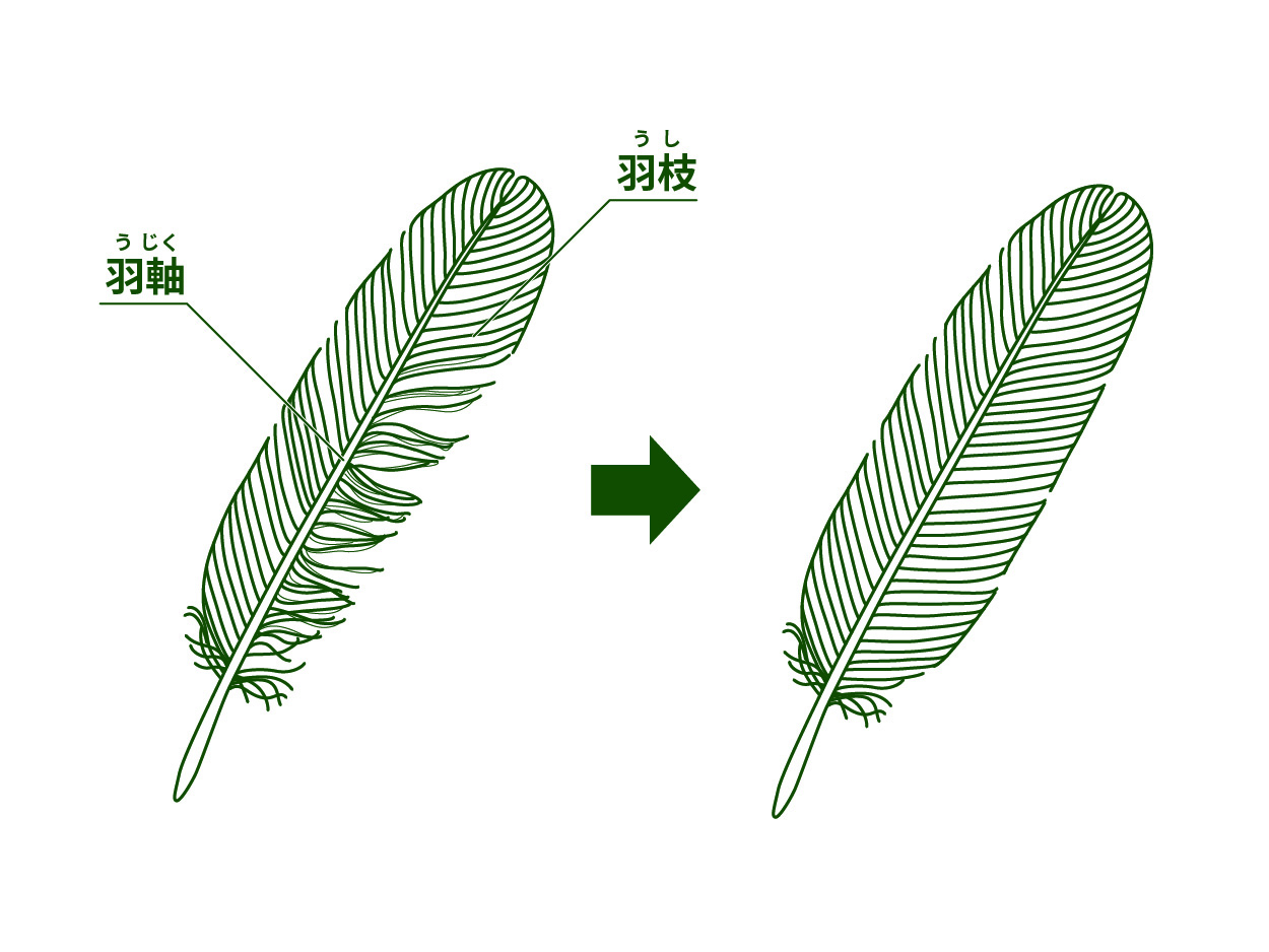 鳥の羽根をさがしてみよう 自由研究にもおすすめ いろいろな羽根のヒミツ 鳥のヒミツをときあかせ1 バードコラム キヤノンバードブランチプロジェクト