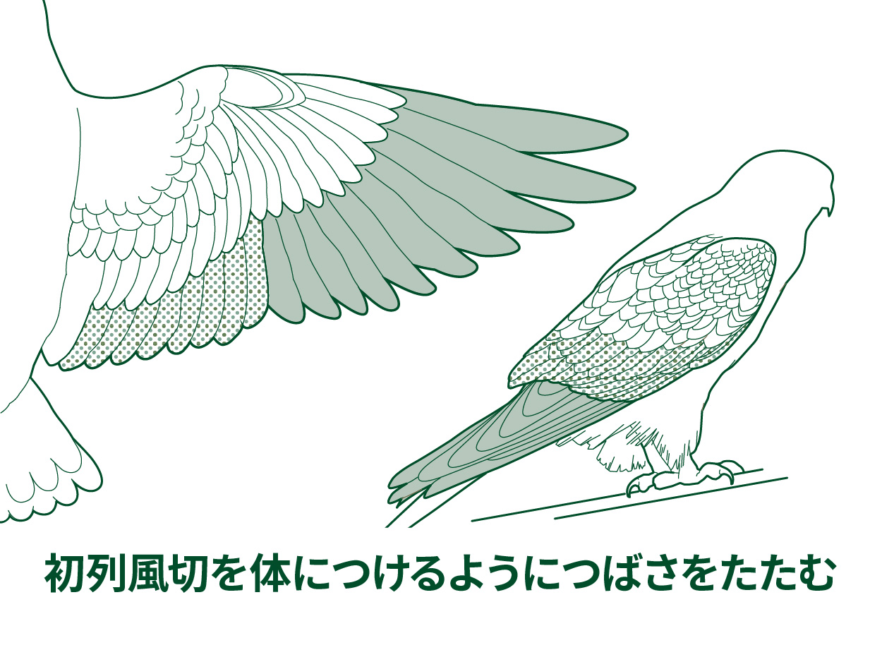 鳥はなぜ飛べるの もっと知りたい 羽根のはたらきと飛び方のヒミツ 鳥のヒミツをときあかせ2 バードコラム キヤノンバードブランチプロジェクト