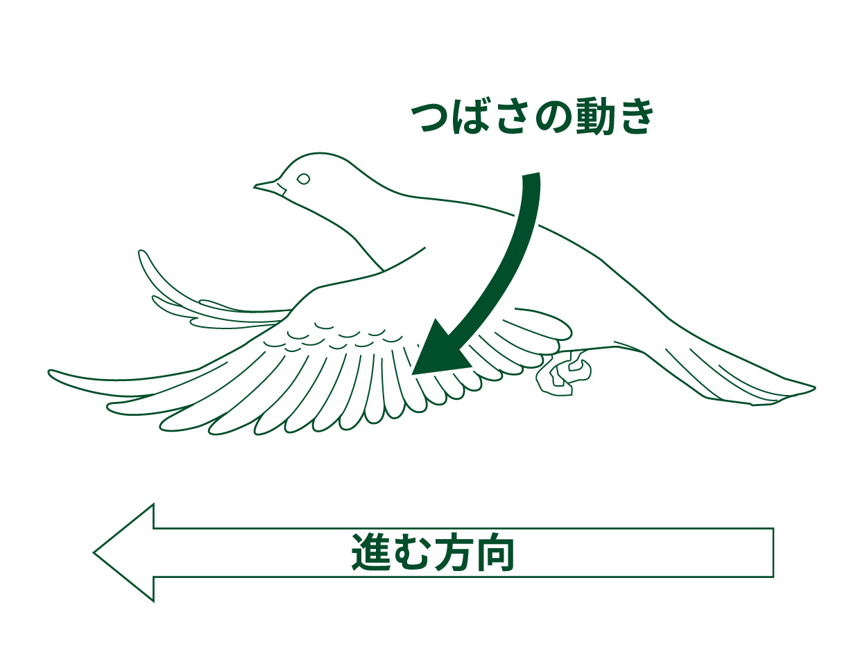 鳥はなぜ飛べるの もっと知りたい 羽根のはたらきと飛び方のヒミツ 鳥のヒミツをときあかせ2 バードコラム キヤノンバードブランチプロジェクト