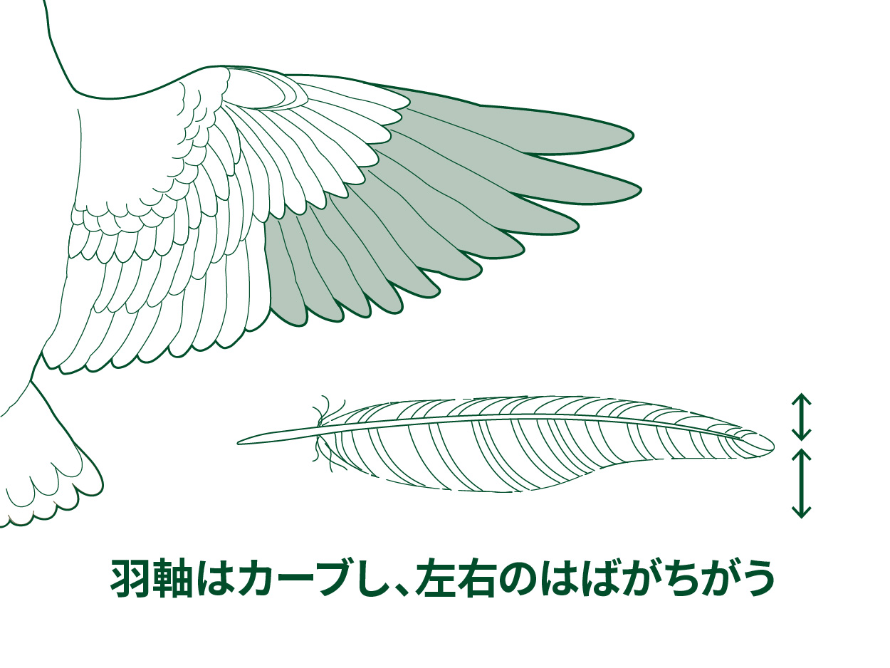 鳥はなぜ飛べるの もっと知りたい 羽根のはたらきと飛び方のヒミツ 鳥のヒミツをときあかせ2 バードコラム キヤノンバードブランチプロジェクト