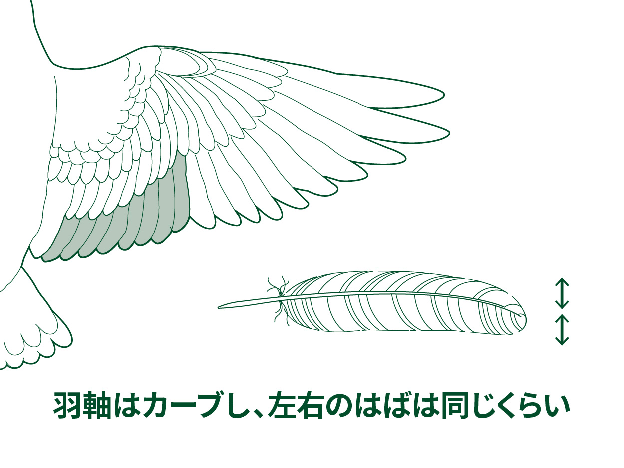 鳥はなぜ飛べるの もっと知りたい 羽根のはたらきと飛び方のヒミツ 鳥のヒミツをときあかせ2 バードコラム キヤノンバードブランチプロジェクト