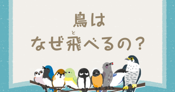 鳥はなぜ飛べるの もっと知りたい 羽根のはたらきと飛び方のヒミツ 鳥のヒミツをときあかせ2 バードコラム キヤノンバードブランチプロジェクト